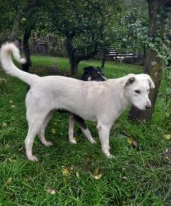 Leila a white romanian rescue dog | 1 dog at a time rescue uk