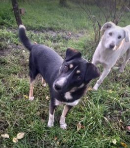 Leila a white romanian rescue dog | 1 dog at a time rescue uk