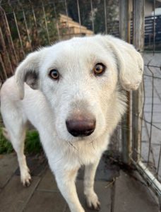 Leila a cream coloured Romanian rescue dog | 1 Dog at a Time Rescue UK