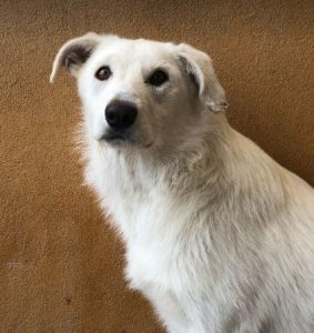 Leila a cream coloured Romanian rescue dog | 1 Dog at a Time Rescue UK