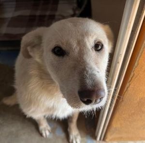 Leila a cream coloured Romanian rescue dog | 1 Dog at a Time Rescue UK