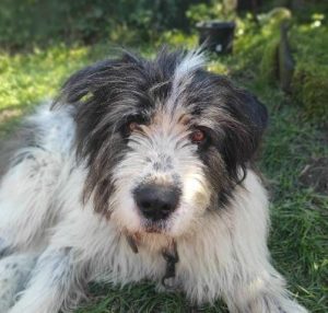 Max a grey and white romanian rescue dog | 1 Dog at a Time Rescue UK