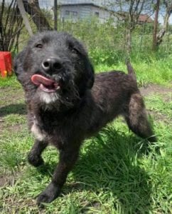 Miro a black Romanian rescue dog | 1 Dog at a Time Rescue UK