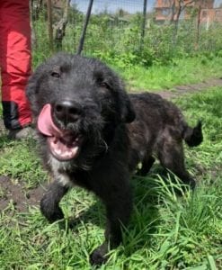 Miro a black Romanian rescue dog | 1 Dog at a Time Rescue UK