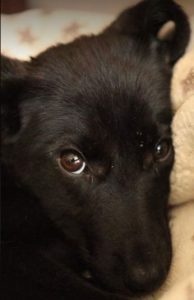 Oana a black Romanian rescue dog | 1 Dog at a Time Rescue UK