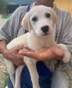 Buddy a cream Romanian rescue dog | 1 Dog at a Time Rescue UK