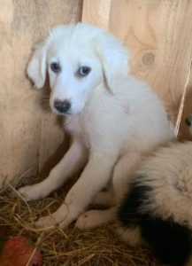 Pearl a white Romanian rescue dog | 1 Dog at a Time Rescue UK