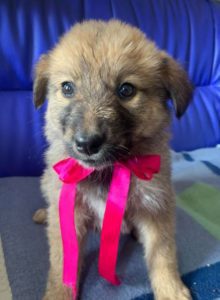 Reba a fawn Romanian rescue dog 1 | 1 Dog at a Time Rescue UK