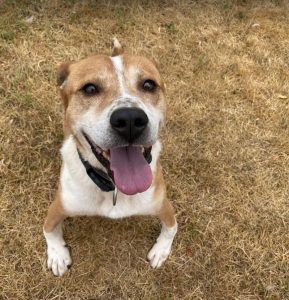 basenji rhodesian ridgeback mix