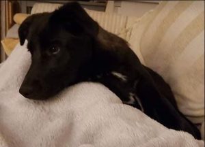 Oana a black Romanian rescue dog | 1 Dog at a Time Rescue UK