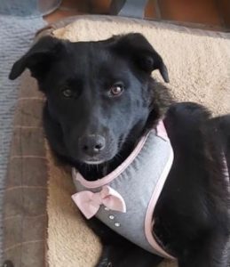 Oana a black Romanian rescue dog | 1 Dog at a Time Rescue UK