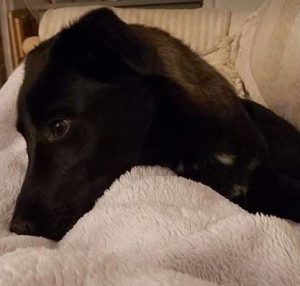 Oana a black Romanian rescue dog | 1 Dog at a Time Rescue UK