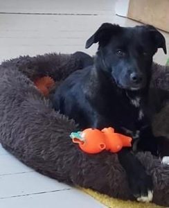 Oana a black Romanian rescue dog | 1 Dog at a Time Rescue UK