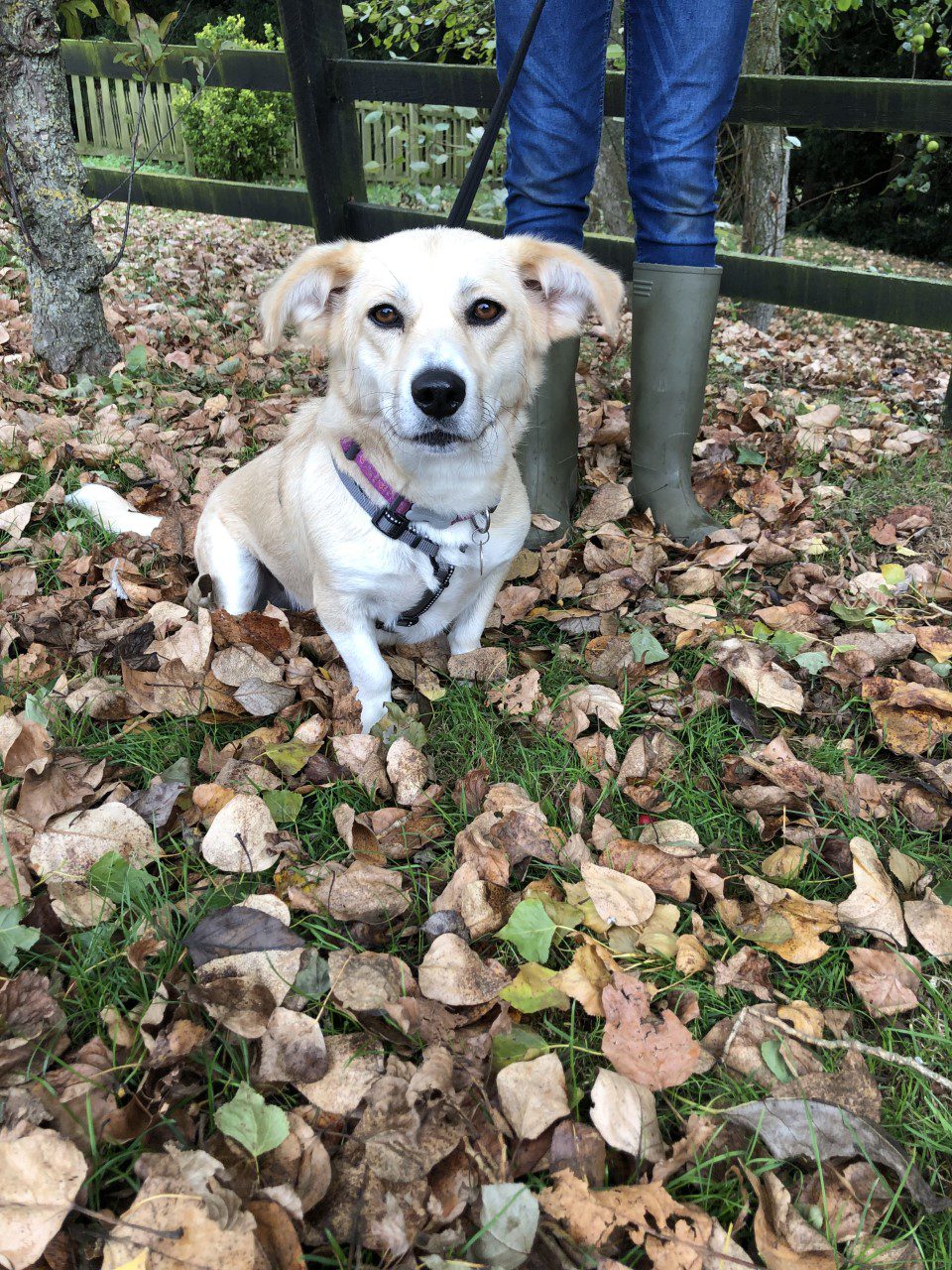 Hope a cream rescue dog on an autumn walk 1 Dog At a Time Rescue UK | Dedicated To Rescuing and Rehoming Romanian Street Dogs