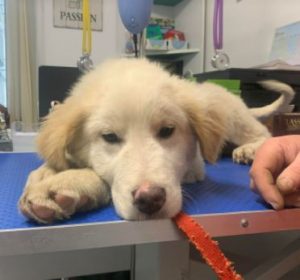 Marlo a faun coloured Romanian rescue dog | 1 Dog at a Time Rescue UK