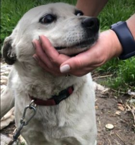 Nancy a black and white romanian rescue dog | 1 dog at a time rescue uk