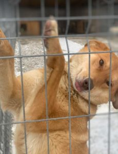 Pollyanna a tan Romanian rescue dog | 1 Dog at a Time Rescue UK