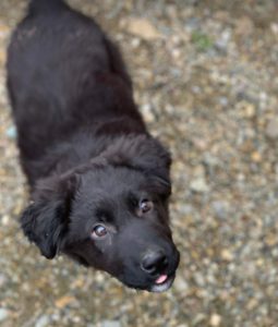 Abby a black Romanian rescue dog | 1 Dog at a Time Rescue UK