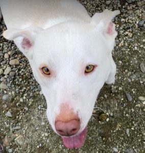 Joey a white Romanian rescue puppy | 1 Dog at a Time Rescue UK