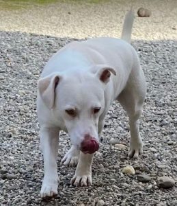 Joey a white Romanian rescue puppy | 1 Dog at a Time Rescue UK