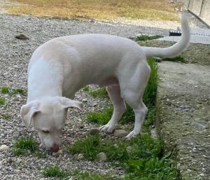 Joey a white Romanian rescue puppy | 1 Dog at a Time Rescue UK