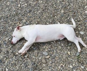 Joey a white Romanian rescue puppy | 1 Dog at a Time Rescue UK