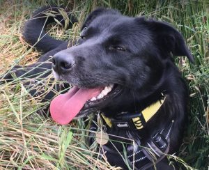 Oana a black Romanian rescue dog | 1 Dog at a Time Rescue UK