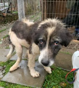 Howie a white and grey Romanian rescue dog | 1 Dog at a Time Rescue UK