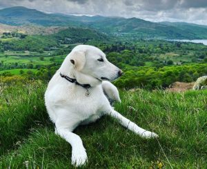 Jessica a white rescue dog | 1 dog at a time rescue UK