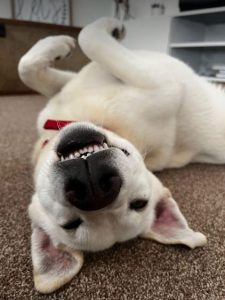 Jessica a white rescue dog | 1 dog at a time rescue UK