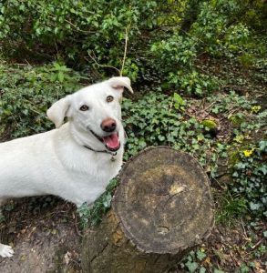 Jessica a white rescue dog | 1 dog at a time rescue UK