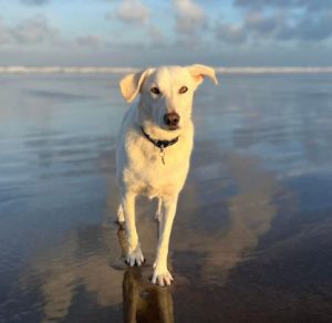 Jessica a white rescue dog | 1 dog at a time rescue UK