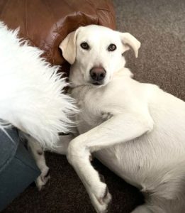 Jessica a white rescue dog | 1 dog at a time rescue UK