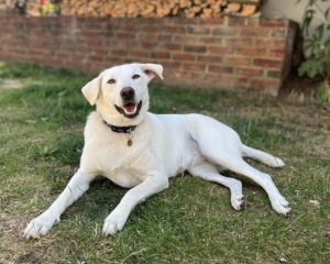 Jessica a white rescue dog | 1 dog at a time rescue UK