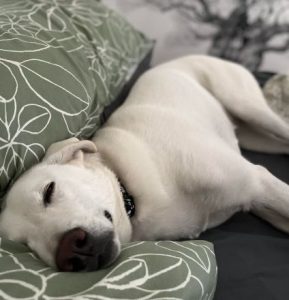 Jessica a white rescue dog | 1 dog at a time rescue UK