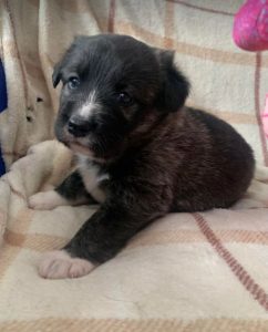 Libby a brown and white Romanian rescue dog | 1 Dog at a Time Rescue UK