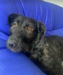 Lucy a black Romanian rescue dog | 1 Dog at a Time Rescue UK