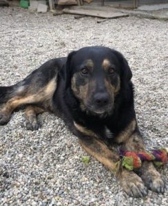 Romeo a black and tan Romanian rescue dog | 1 Dog at a Time Rescue UK