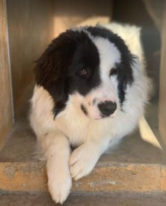 Bowie a black and white Romanian rescue dog | 1 Dog at a Time Rescue UK