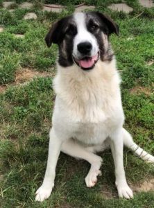 Carlos a black and white Romanian rescue dog | 1 Dog at a Time Rescue UK