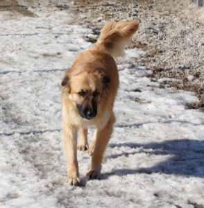 Charley a fawn coloured Romanian rescue dog | 1 Dog at a Time Rescue UK