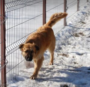 Charley a fawn coloured Romanian rescue dog | 1 Dog at a Time Rescue UK