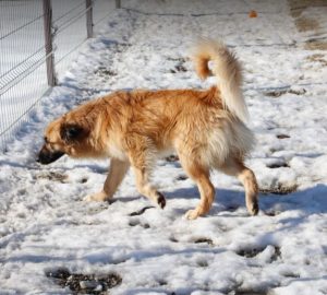 Charley a fawn coloured Romanian rescue dog | 1 Dog at a Time Rescue UK