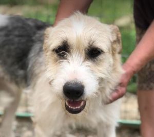 Harley a fawn, white and black Romanian rescue dog | 1 Dog at a Time Rescue UK