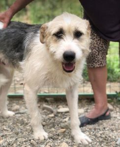 Harley a fawn, white and black Romanian rescue dog | 1 Dog at a Time Rescue UK