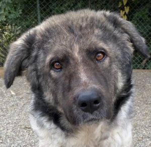 Keanu a grey and white romanian rescue dog | 1 dog at a time rescue uk