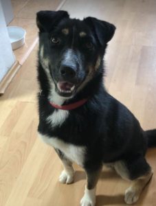 Lewis a black and white Romanian rescue dog | 1 Dog at a Time Rescue UK