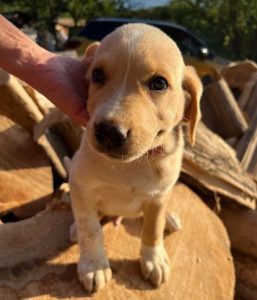 Barney a cream romanian rescue dog | 1 dog at a time rescue uk