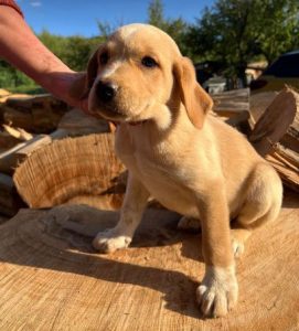 Barney a cream romanian rescue dog | 1 dog at a time rescue uk