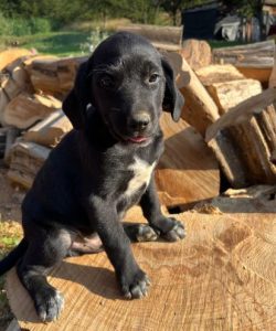 Bennie a black romanian rescue dog | 1 dog at a time rescue uk